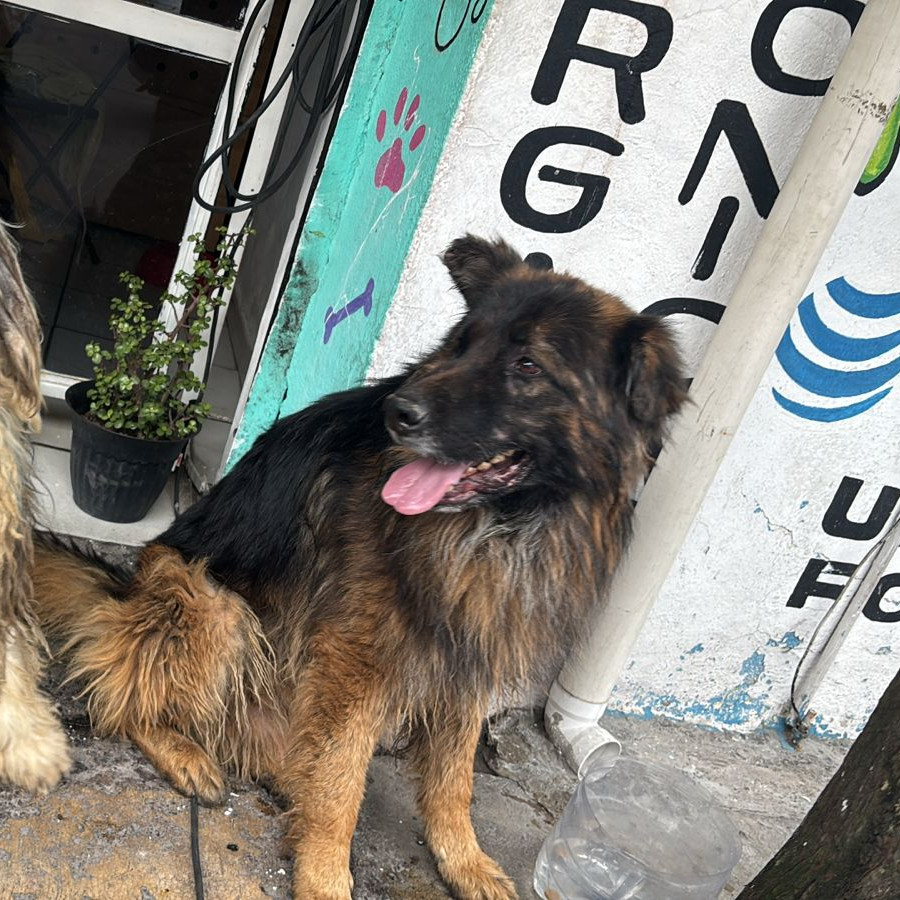 KUSKO | Raza Mestizo,  cruza de Pastor Alemán | En Adopción