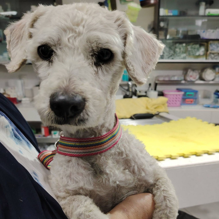  | Raza Mestizo, cruza de French Poodle | Encontrado
