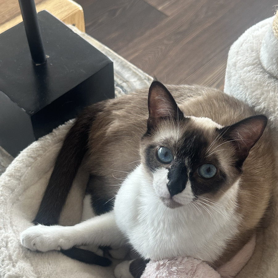 ROMINA | Raza Snowshoes | Perdida