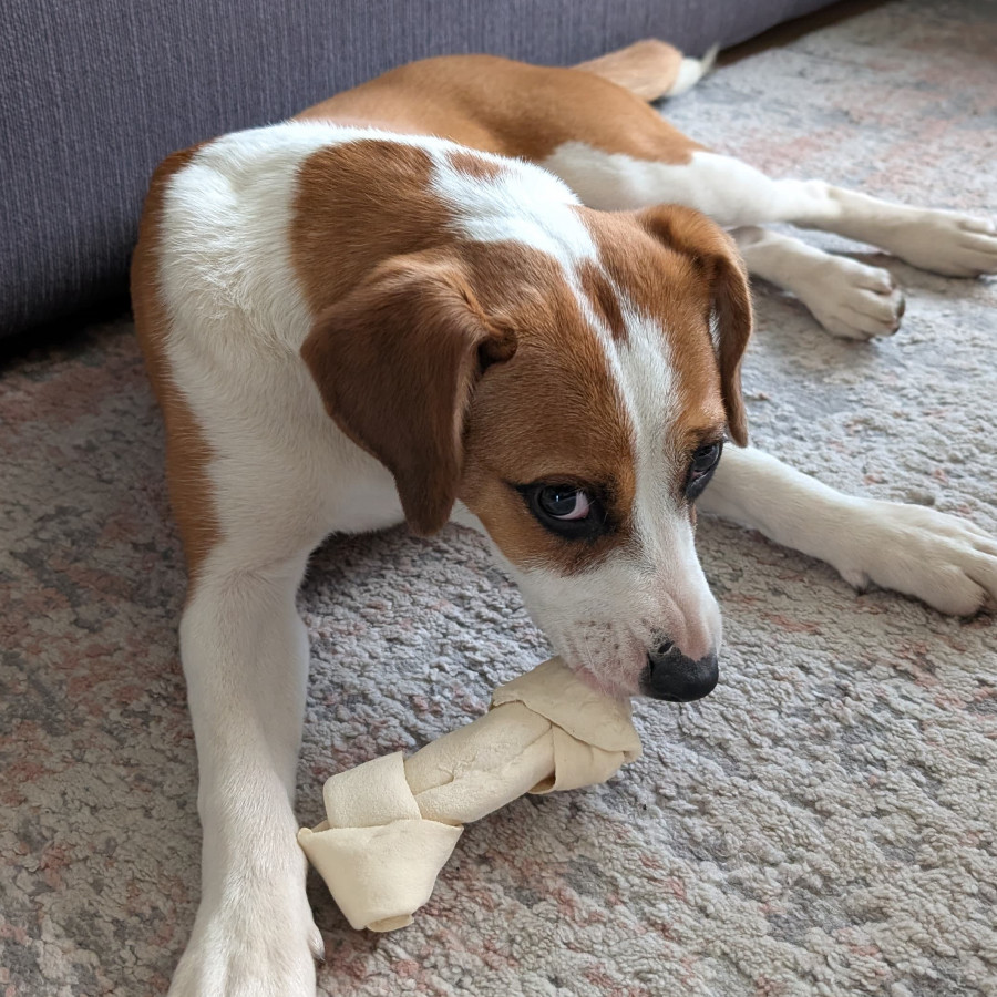  | Raza Mestiza, posible cruza de Beagle | Encontrada