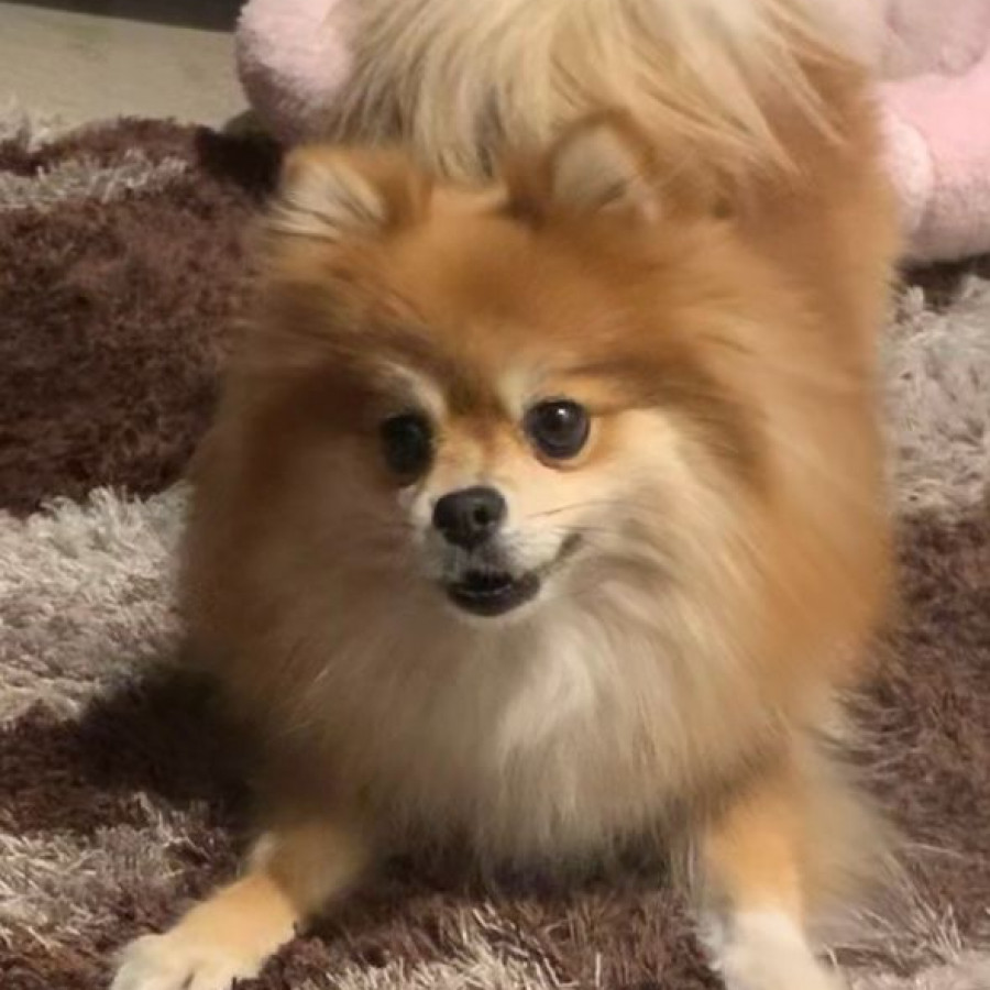 LUCY | Raza Pomerania | Perdida