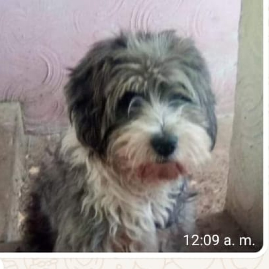 ASTRO | Raza Mestizo,  cruza de Schnauzer | Perdido