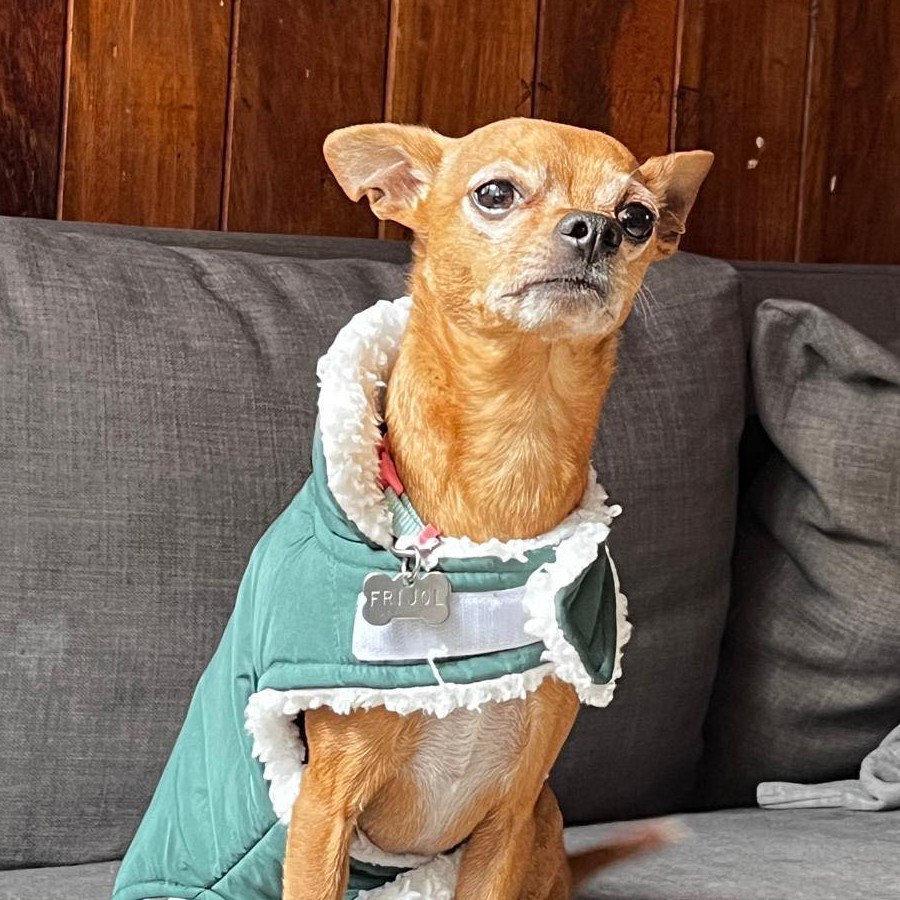 FRIJOL | Raza Chihuahua | Final Feliz