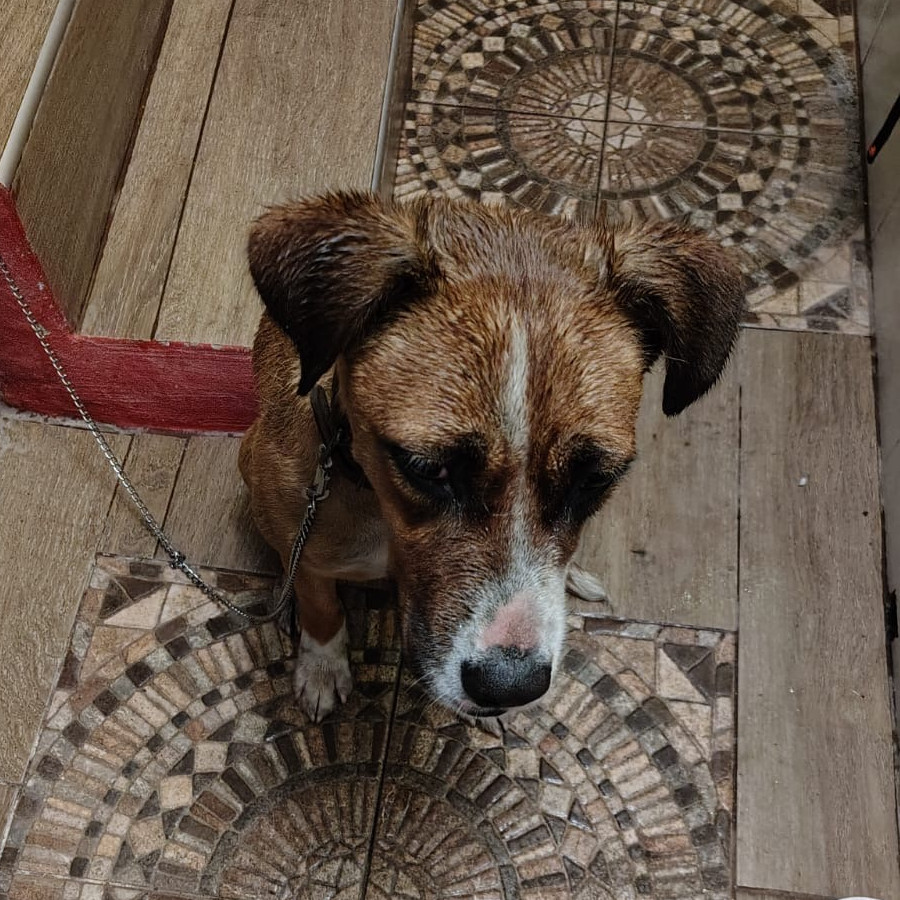  | Raza Mestiza | Encontrada