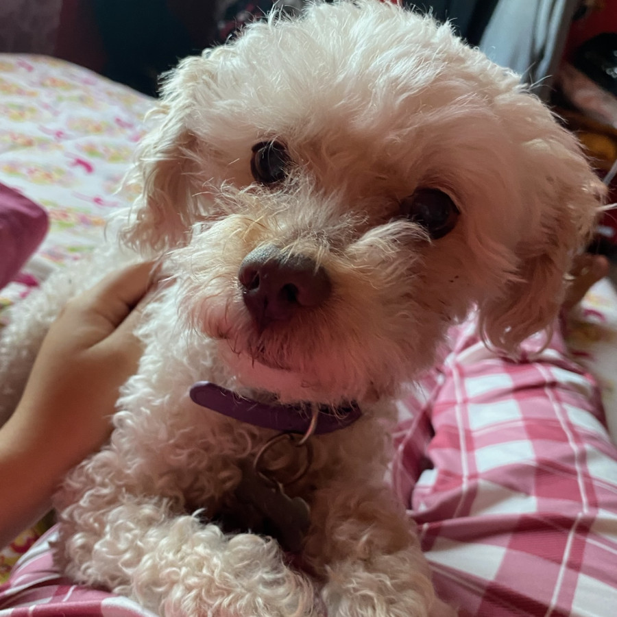 PUCHY | Raza French Poodle o Caniche | Perdido