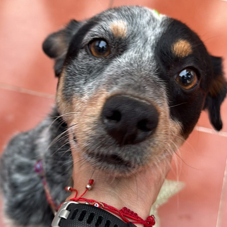 HERMOSO PELUDITO | Raza Mestizo, cruza de Ganadero Australiano (Blue Heeler) | En Adopción