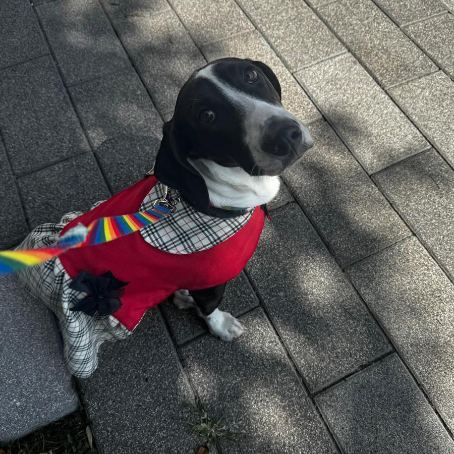 DOMINÓ | Raza Mestiza,  cruza de Basset Hound | Perdida