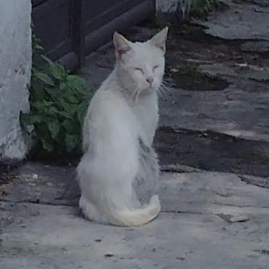  | Raza Doméstico Américano de Pelo Corto | Encontrado