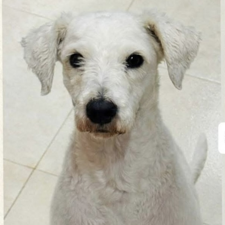 BOMBÓN | Raza Mestizo, cruza de French Poodle | Perdido