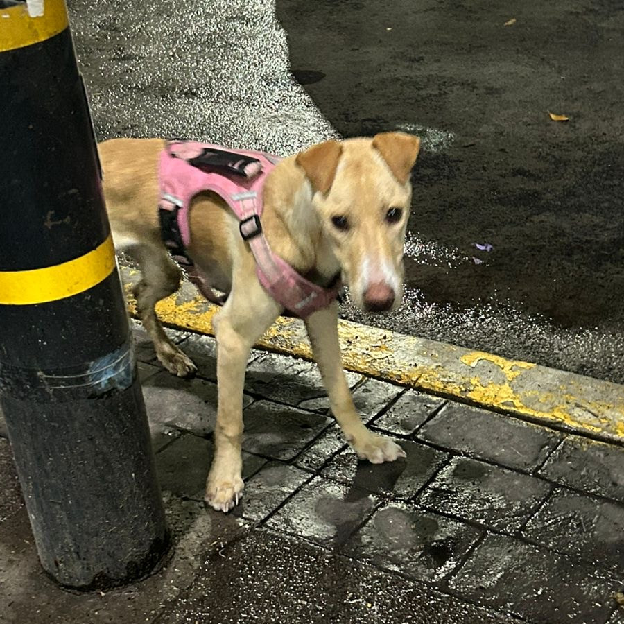  | Raza Mestiza, cruza de Labrador | Encontrada