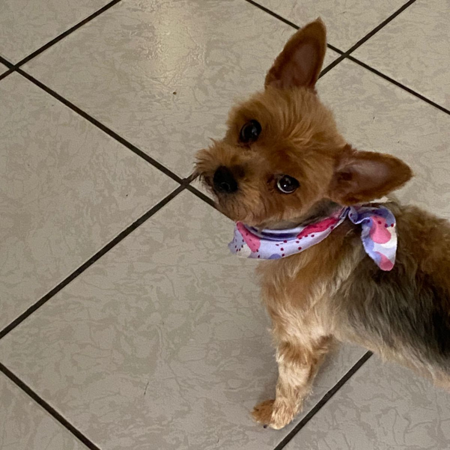 NINA | Raza Yorkshire Terrier (Yorkie) | Final Feliz