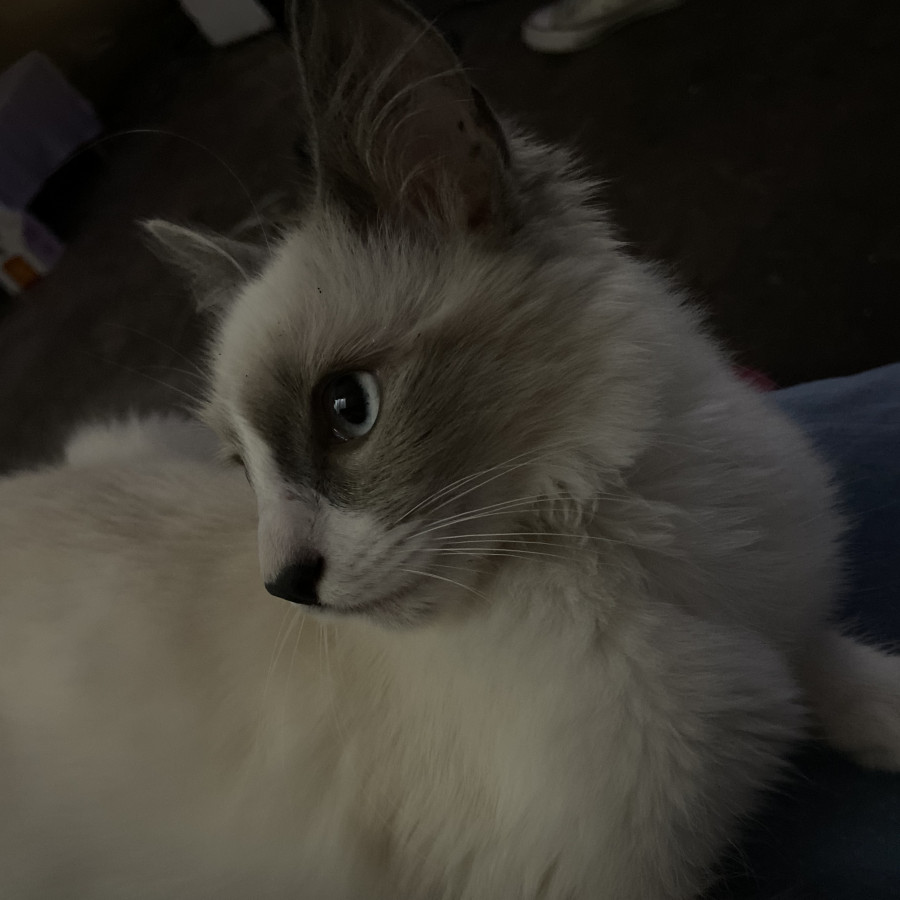 RUI | Raza Snowshoes | Final Feliz