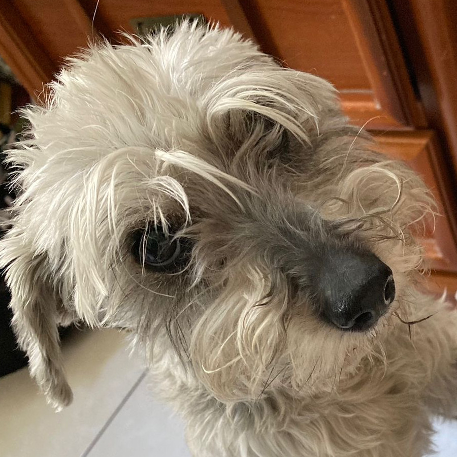 MAZAPÁN | Raza Schnauzer | Final Feliz