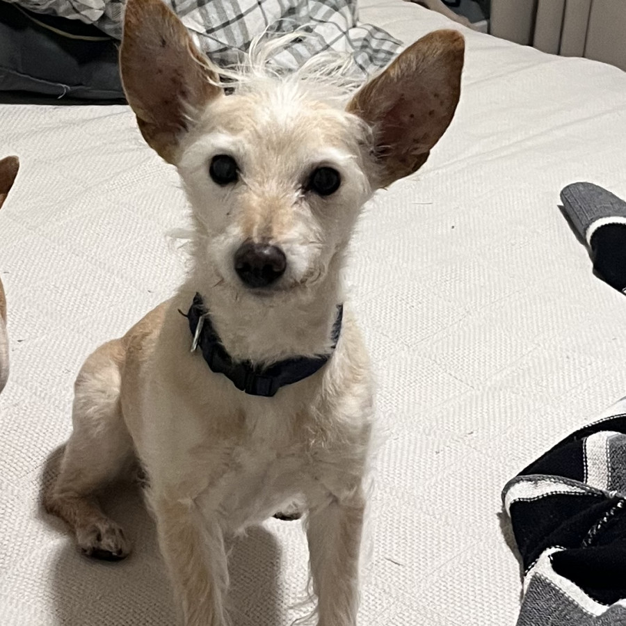 SAM | Raza Cruza de Chihuahua. | Final Feliz