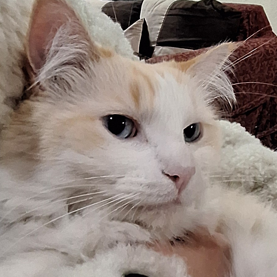 SHIRO | Raza Doméstico Americano de pelo semilargo | Perdido