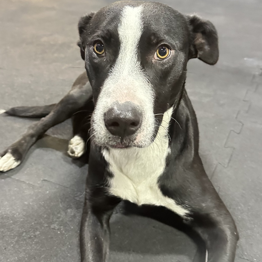  | Raza Mestizo, cruza de American Pitbull Terrier | Encontrado