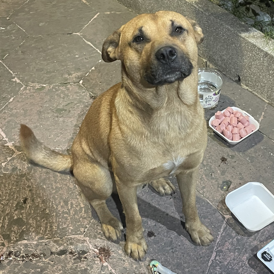  | Raza Mestizo,  cruza de American Pitbull Terrier con Labrador | Encontrado