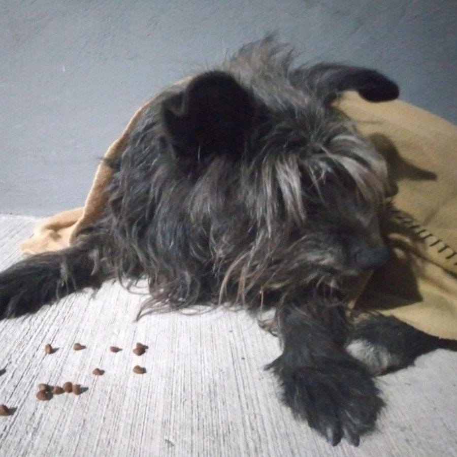 CHAPLIN | Raza Mestizo,  cruza de Schnauzer | Perdido