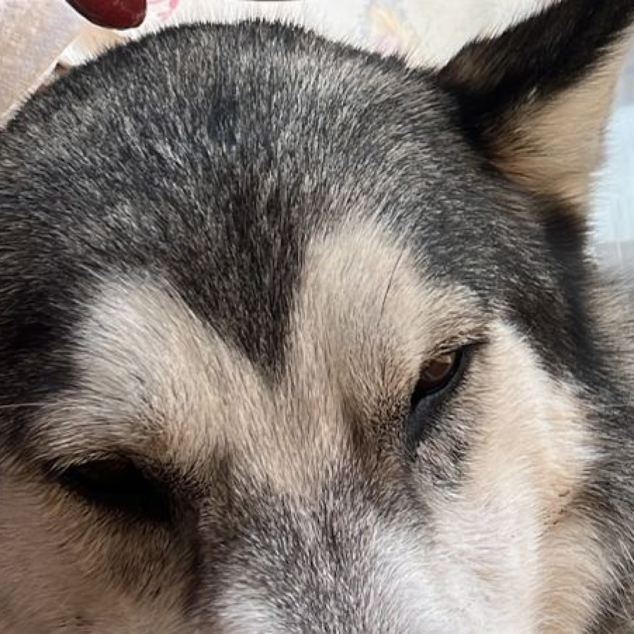 GALA | Raza Husky Siberiano | Perdida