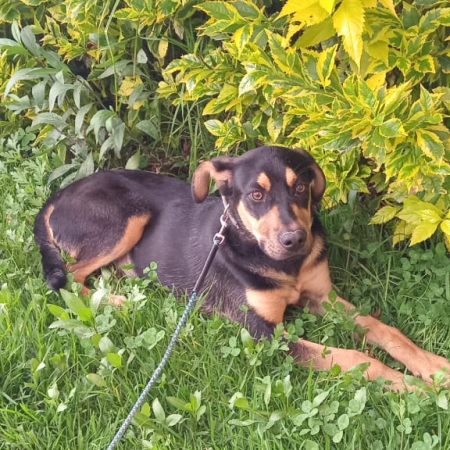 HERMOSO PELUDITO | Raza Mestizo, posible cruza de Rottweiler | En Adopción