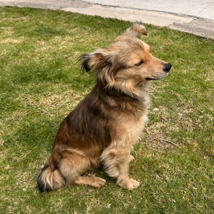  | Raza Mestizo | Encontrado