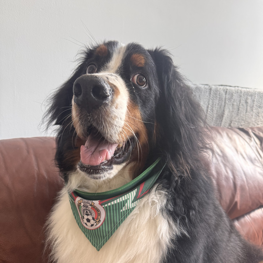 BRUNO | Raza Bernés de la Montaña o Bouvier de Berna | Perdido