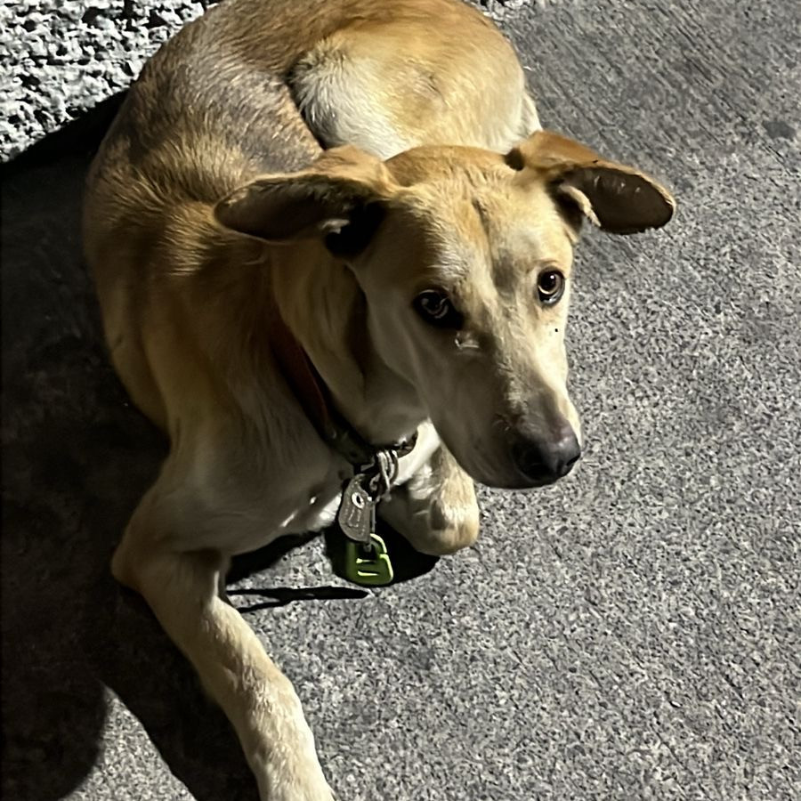  | Raza Mestiza | Encontrada