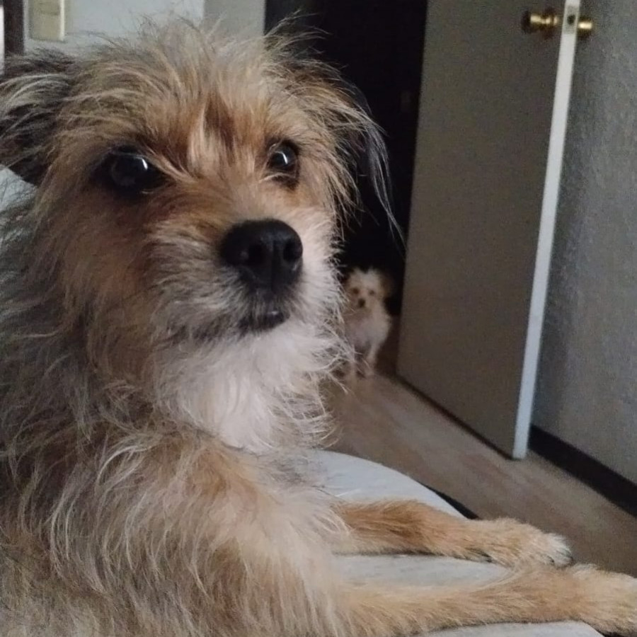 CARIÑO | Raza Mestiza, cruza de Yorkshire Terrier,  (Yorkie) | Final Feliz