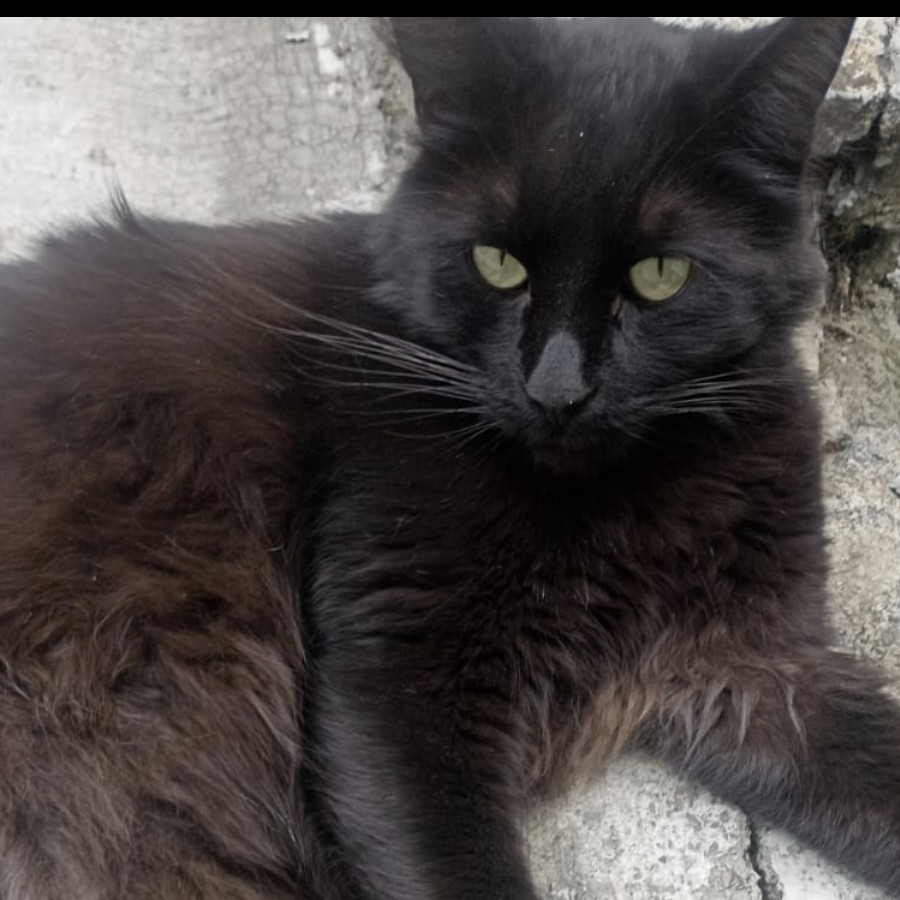 YISUS | Raza Angora Turco Negro | Perdido