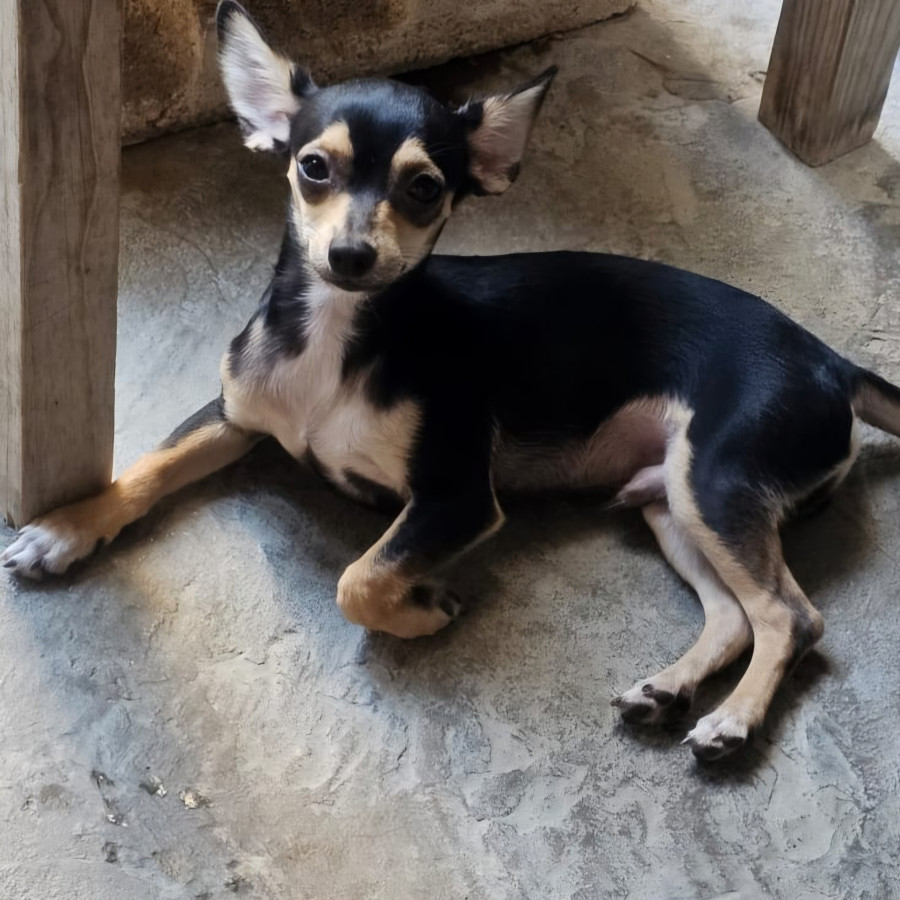 MAX | Raza Chihuahua | Final Feliz