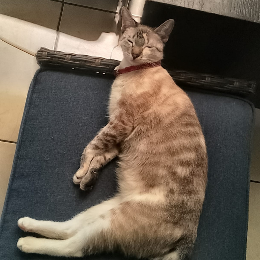 YUNA | Raza Aslan o Siamés moderno, punto tabby | Perdida