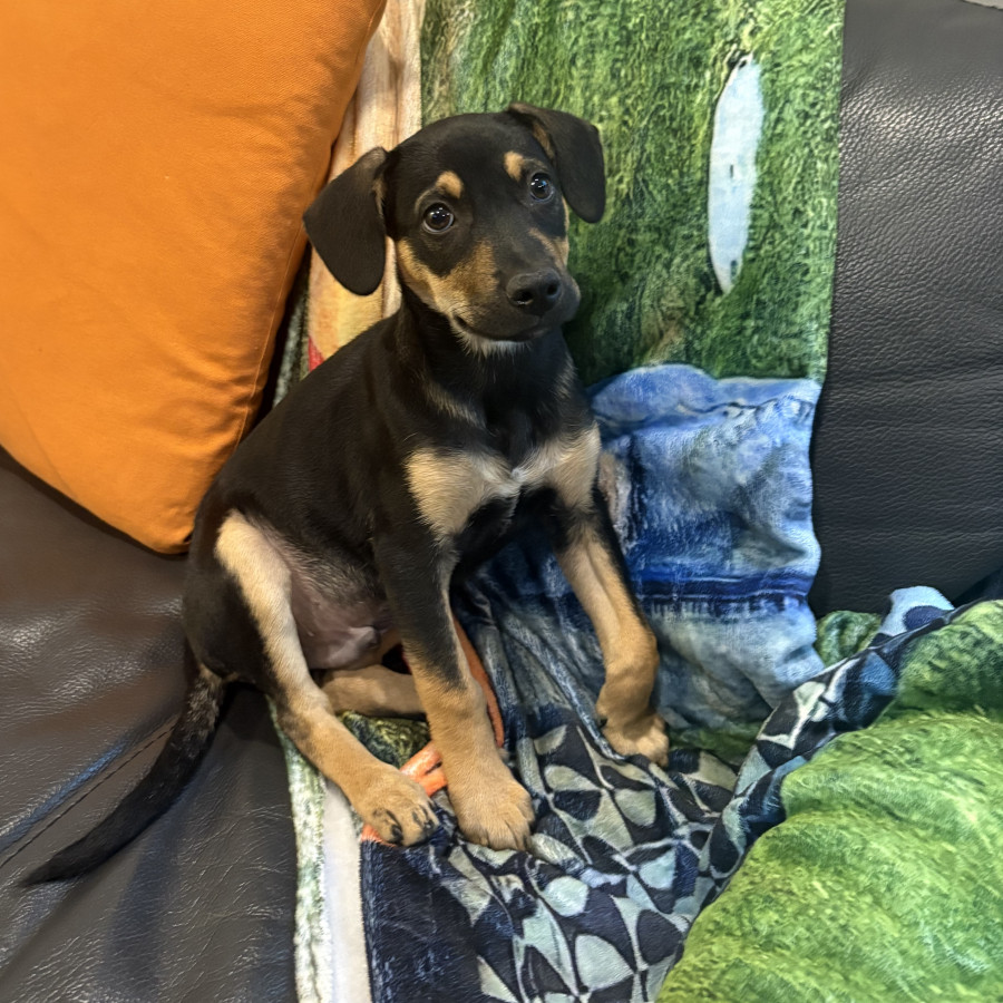 MILO | Raza Mestizo | En Adopción