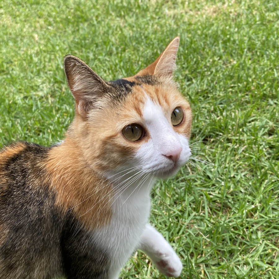 CLARITA | Raza Calicó de pelo corto | Perdida