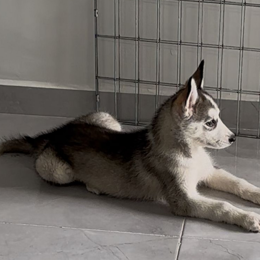SASHA | Raza Husky Siberiano | Final Feliz