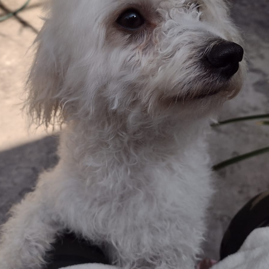KOBY | Raza Maltés | Perdido