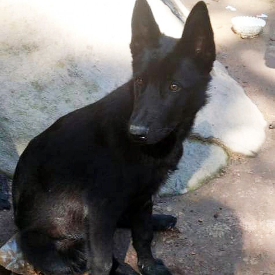 THOR | Raza Pastor Belga Maliniois | Perdido