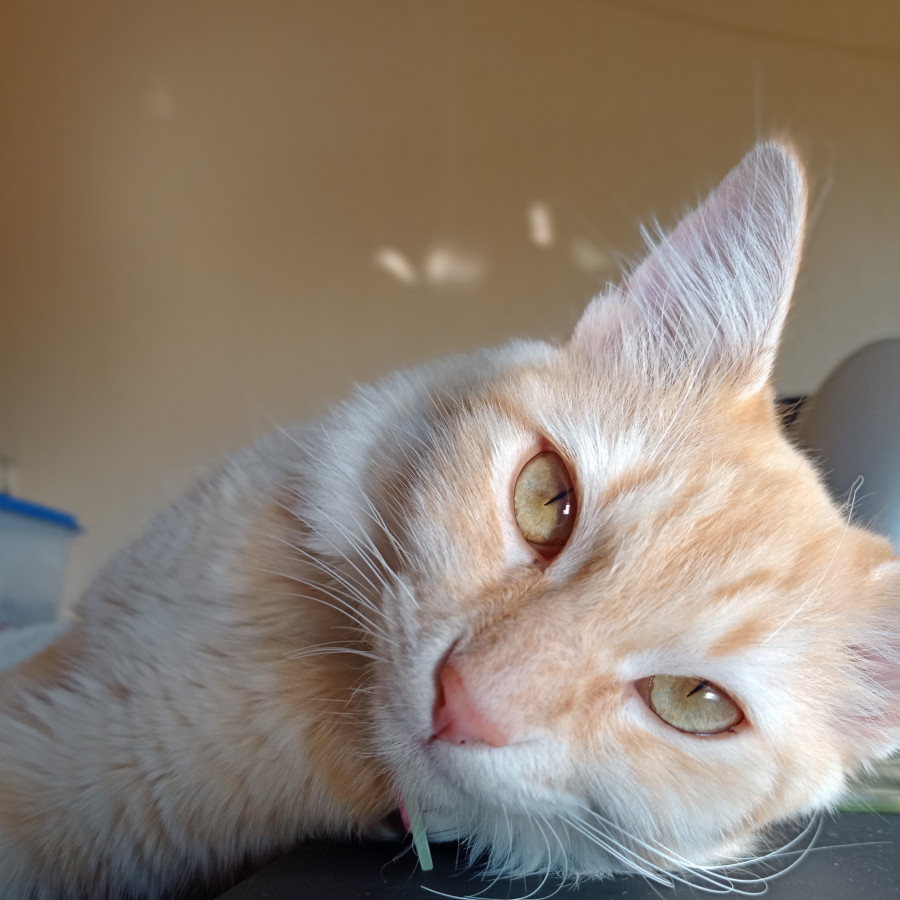 CHARLIE | Raza Doméstico Americano de pelo largo | Perdida