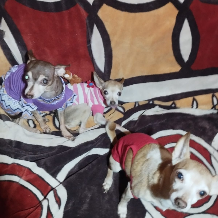 GOLIATH, LUNETA Y DORIS | Raza Chihuahua | En Adopción