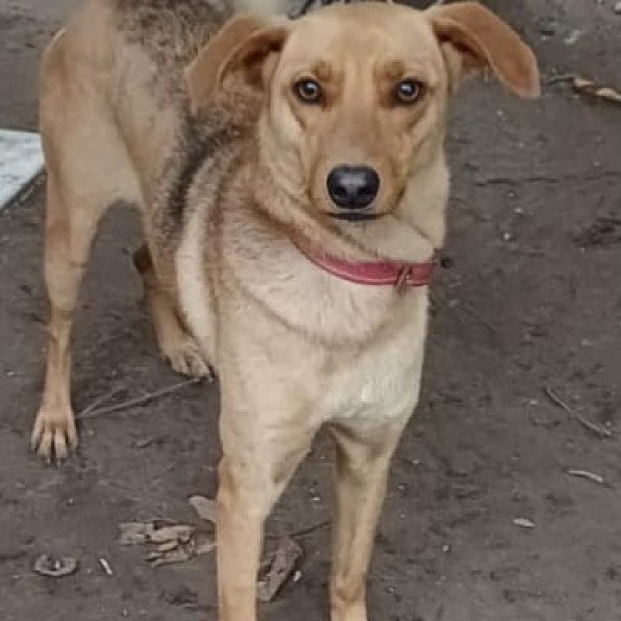 NIÑA | Raza Mestiza | En Adopción
