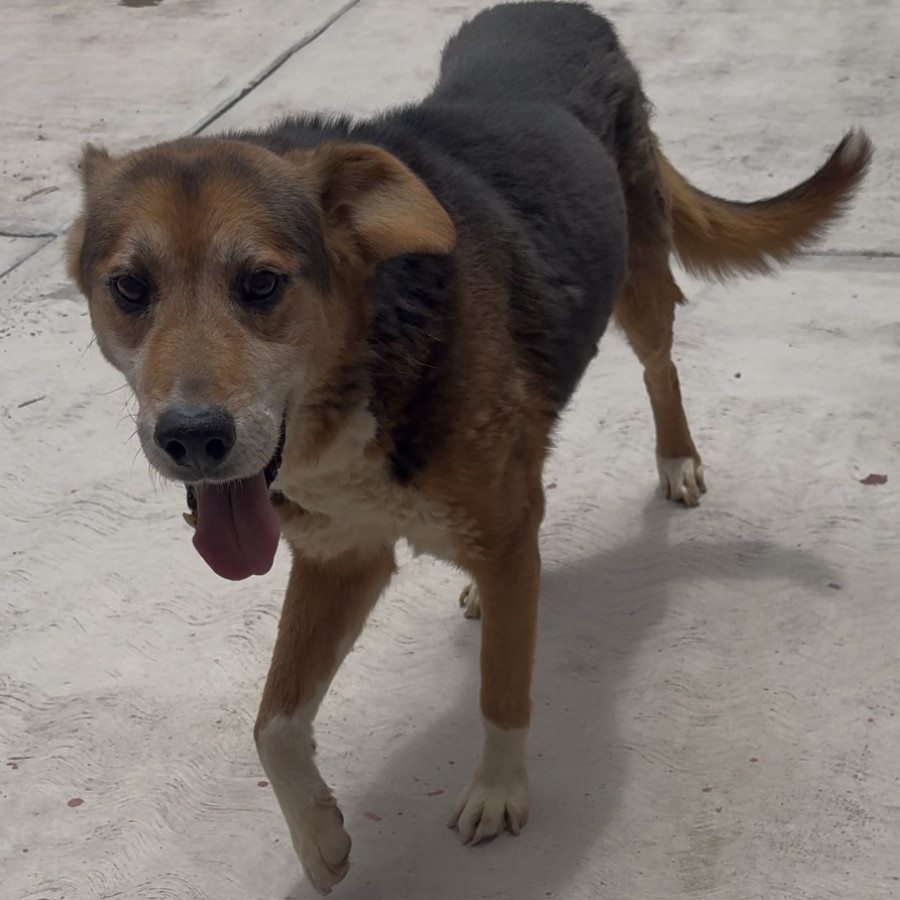 KIKI | Raza Mestizo | Perdido