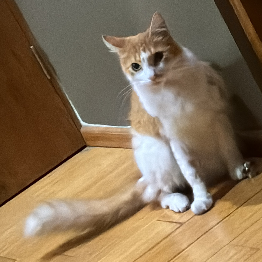 TOCINO | Raza Doméstico Americano de pelo corto | Perdido