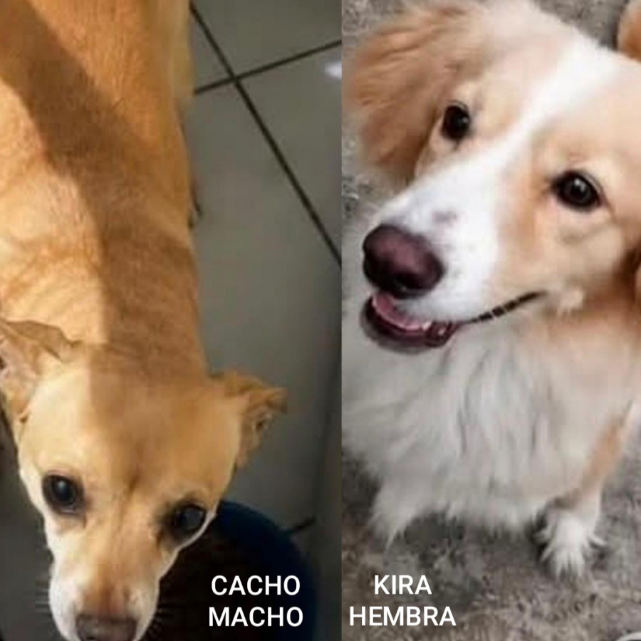 CACHO Y KIRA | Raza Mestizos, cruza de Chihuahua y cruza de Cocker | Perdido
