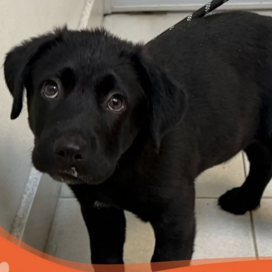 MIXCITO | Raza Mestizo, cruza de Labrador | En Adopción