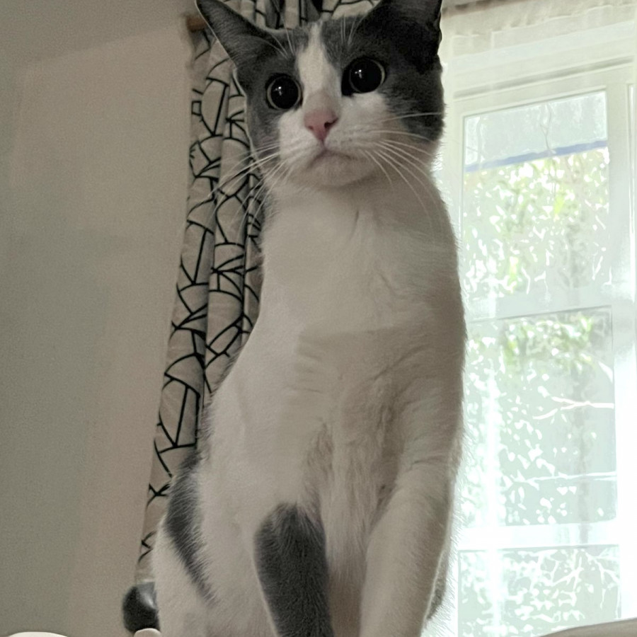 CUTIE | Raza Doméstico Américano de Pelo Corto | Perdida