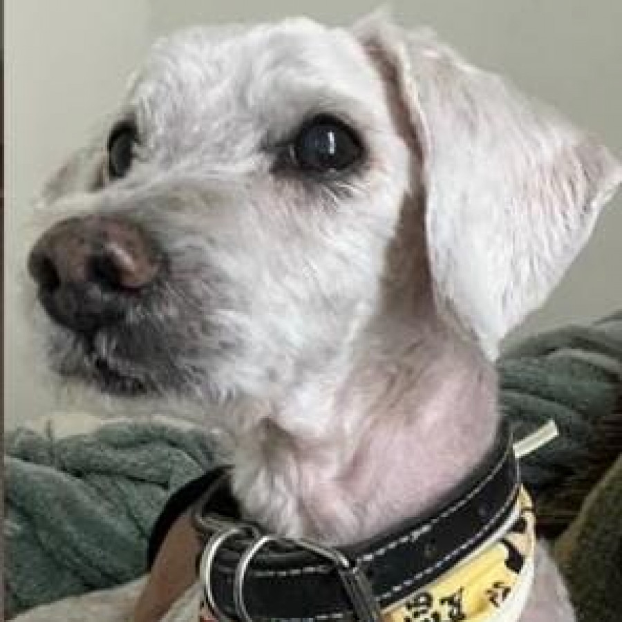 CHINO | Raza French Poodle o Caniche | Perdido