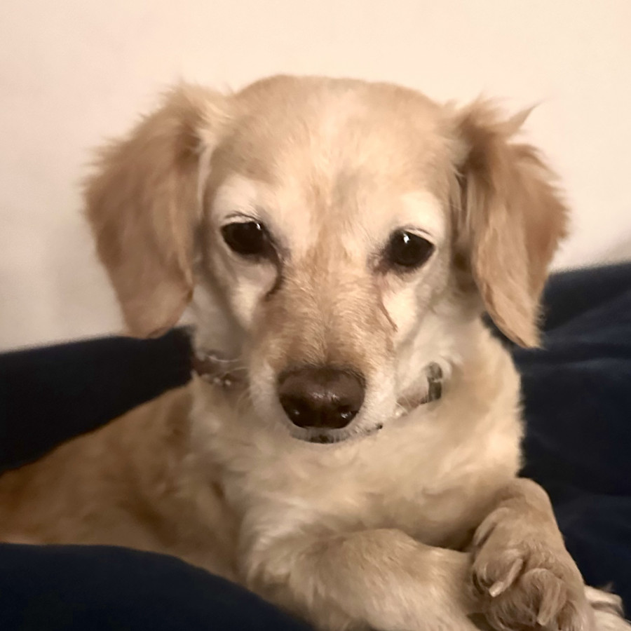  | Raza Mestiza, posible cruza de Dachshund o Salchicha con Cocker | Encontrada