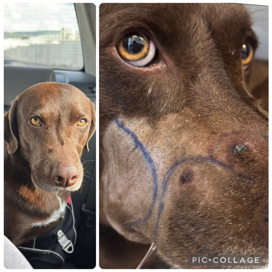 MOKA | Raza Mestiza, cruza de Labrador | Final Feliz