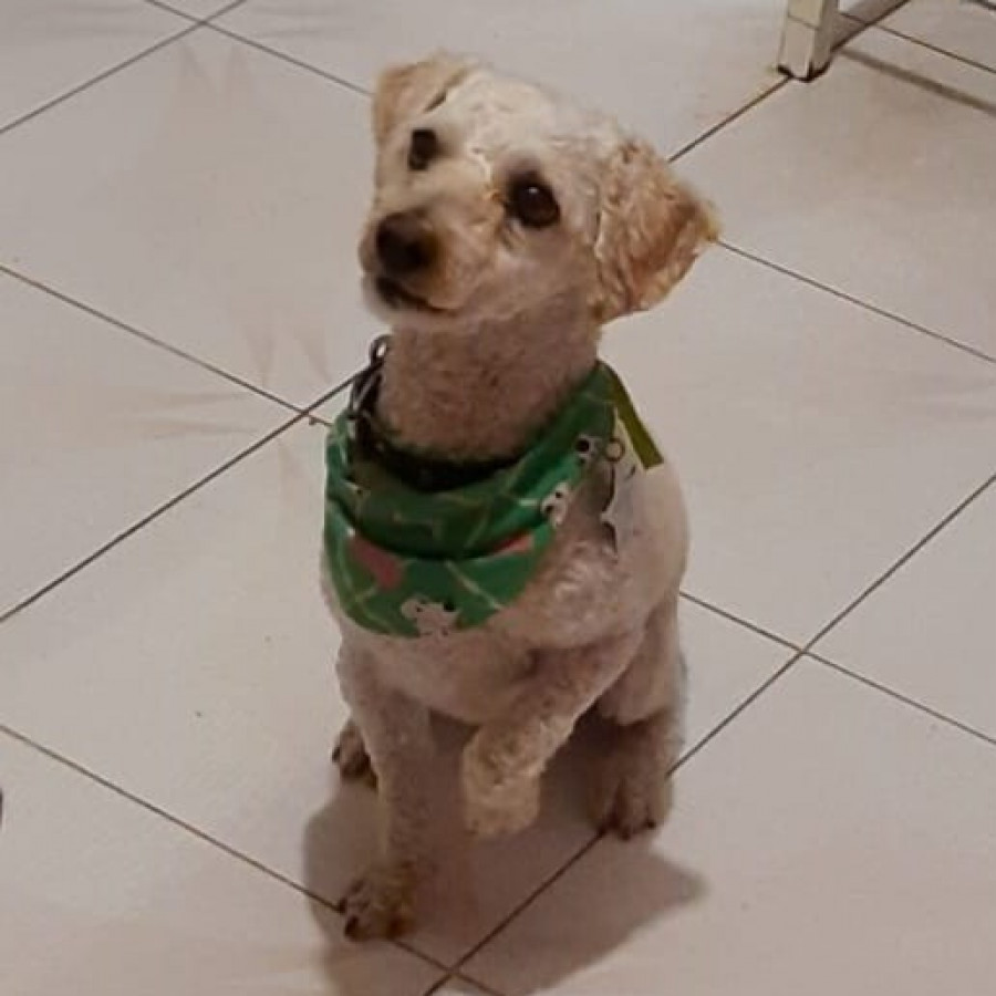 COCO | Raza French Poodle o Caniche | Perdido