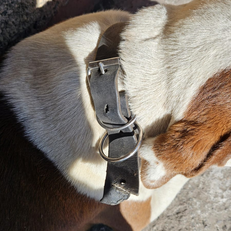  | Raza Mestizo, cruza de American Pitbull Terrier | Encontrado