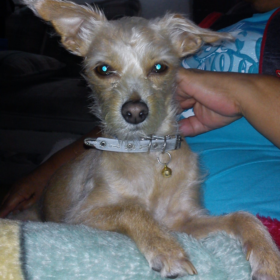 BLONDIE | Raza Mestiza, cruza de Chihuahua con Poodle,  (Chipoo). | Perdida